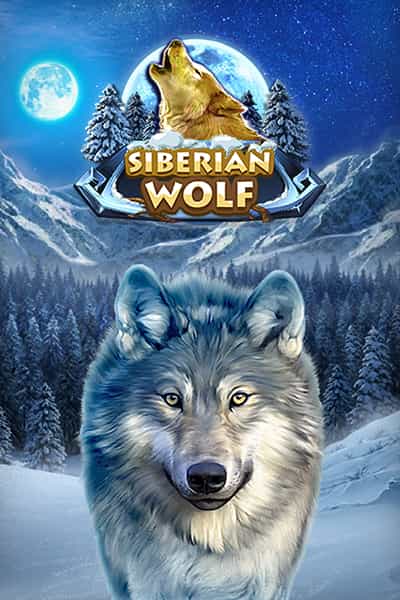 Siberian Wolf